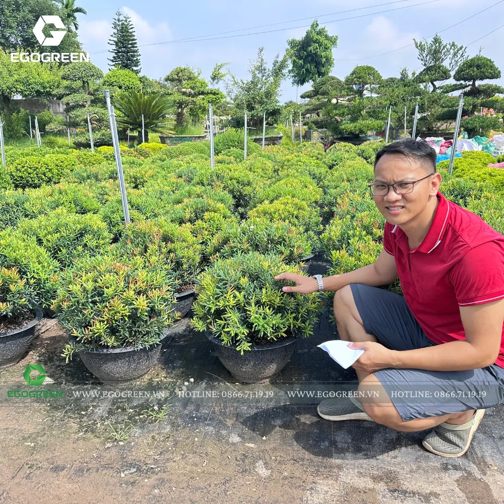 Cây cảnh được EGOGREEN sử dụng trong các dự án đều được lựa chọn từ làng nghề.